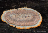 Oranje aderzwam (Phlebia radiata)