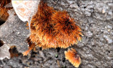 Rosse Viltinktzwam (Coprinellus radians)