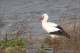 ooievaar (Ciconia ciconia)