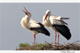 ooievaar (Ciconia ciconia)