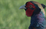 fazant (Phasianus colchicus)