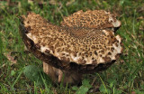 sombere fluweelboleet (Boletus porosporus)