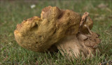 sombere fluweelboleet (Boletus porosporus)