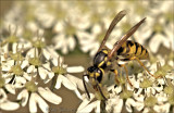 wespen-wasps
