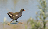 waterhoentjes_meerkoetjes