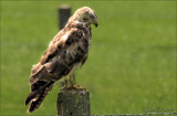 buizerds_buzzards