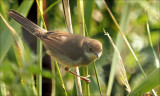 grasmus_Sylvia_communis