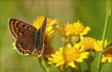 vlinders
