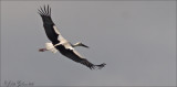 ooievaars_storks