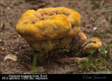 paddestoel_shroom