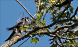 huiszwaluw_Delichon urbicum