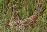 fazant (Phasianus colchicus), juvenile