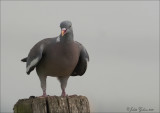 duiven