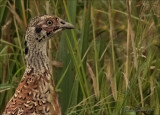 fazant_pheasant