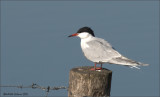 Visdiefje_Sterna hirundo