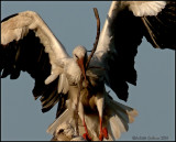 ooievaars_storks