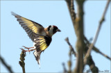 Distelvink_Carduelis carduelis