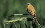 gele kwikstaart_grey wagtail