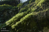 fern and rock landscape