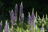 Lupines in evening light