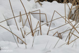 frozen swamp grass