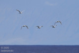 white tern or gull ??