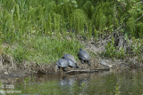 5 large turtles in sunshine