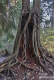 2020_trees