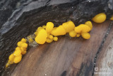 2020_fungi