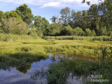 2020_nature