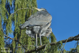 heron plumage..showing off ?