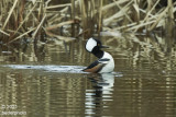 male Hooded Merganser