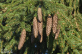 Norway spruce...female cones