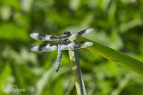 8-spotted Skimmer dragonfly