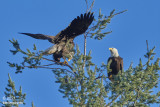 off-balance eagle....changing direction