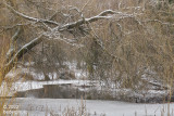 partly frozen pond in Jericho Park