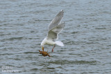 hunting seagull