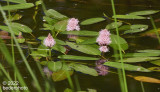 polygonum amphibium