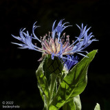Centauria... a welcome invasive