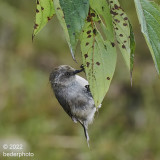 Bushtit on Willow