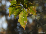 oak leaves....everything is now losing chlorophyll..