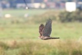 Havik - Goshawk - Accipiter gentilis