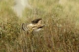 Havik - Goshawk - Accipiter gentilis