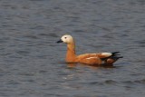 Casarca - Rubby shelduck - Tadorna ferruginea 