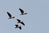 Indische gans - Bar-headed goose  - Anser indicus