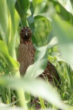 Kwartel -  common quail - Coturnix coturnix