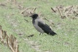 Bonte kraai - Hooded crow - Corvus cornix