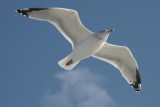 Zilvermeeuw - Herring gull - Larus argentatus