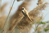 Baardman - Bearded titmouse - Panurus biarmicus