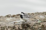 Witte kwikstaart - White wagtail - Motacilla alba